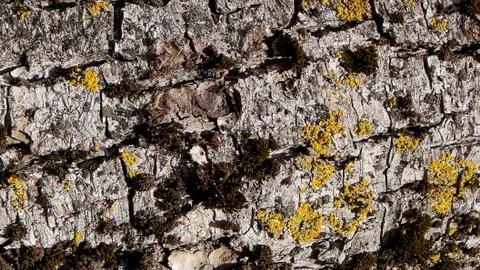 Texture and background of old tree bark 스톡 사진