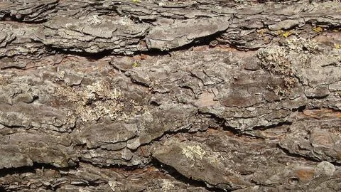 Texture and background of old tree bark Foto stock
