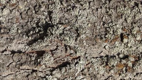 Texture and background of old tree bark Stock Photos