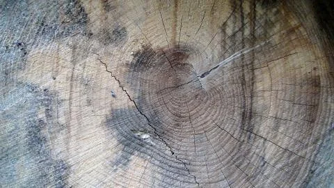 Texture and background of old tree stump top view Stock Photos