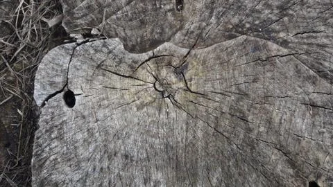 Texture and background of old tree stump top view Stock Photos