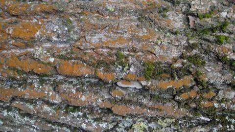 Texture and background of old tree bark Stock Photos