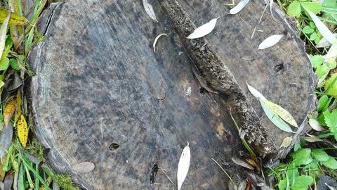 Texture and background of old tree stump top view Stock Photos