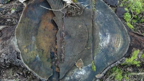 Texture and background of old tree stump top view Fotos Stock
