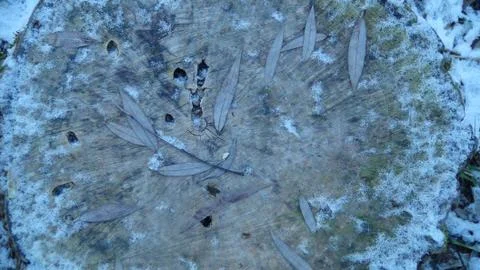 Texture and background of old tree stump at winter season top view Stock Photos