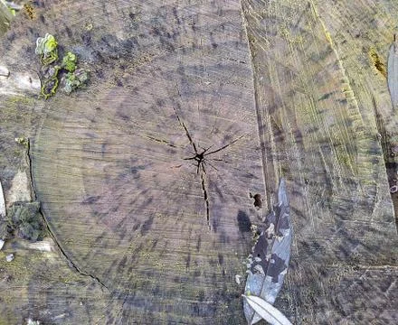 Texture and background of old tree stump top view Stock Photos