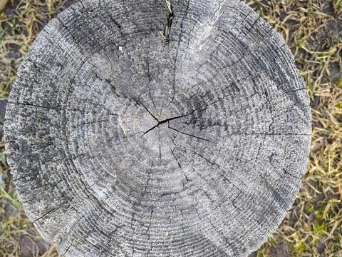 Texture and background of old tree stump top view Stock Photos