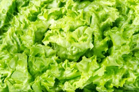 Texture and background of spring green lettuce leaves Stock Photos