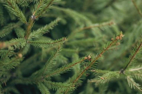 Texture and background of spruce branches Stock Photos