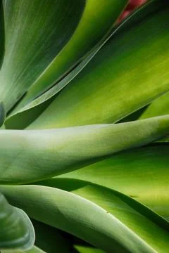 Texture and close up of a leaf like abstract 写真素材