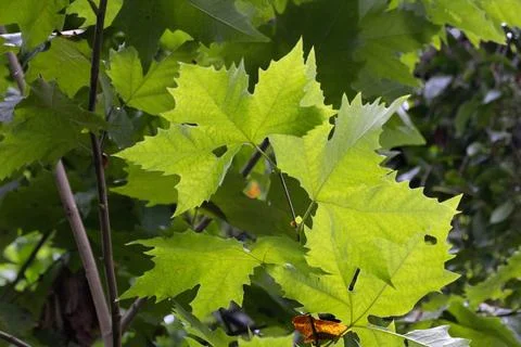 Texture and patter of Green Maple Leaves in Forest Canopy 库存照片
