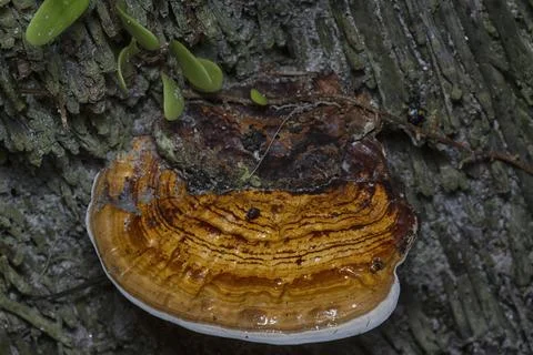 Texture and pattern bracket mushroom Stock Photos