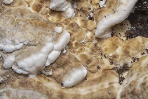 Texture and pattern bracket mushroom Stock Photos