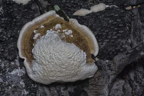 Texture and pattern bracket mushroom Stock Photos