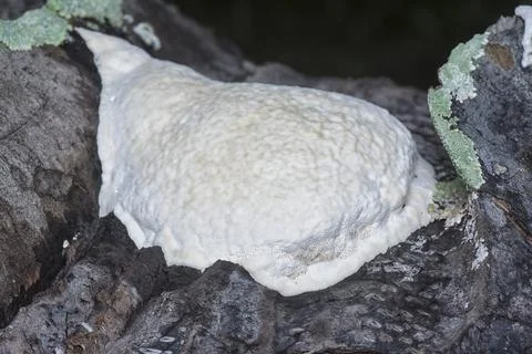 Texture and pattern bracket mushroom Stock Photos