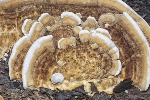 Texture and pattern bracket mushroom Stock Photos