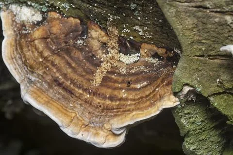 Texture and pattern bracket mushroom Stock Photos