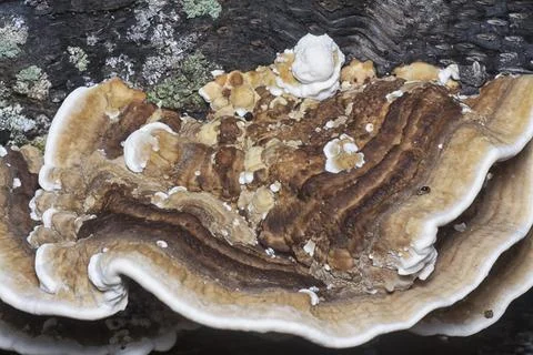 Texture and pattern bracket mushroom Stock Photos