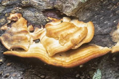 Texture and pattern bracket mushroom Stock Photos