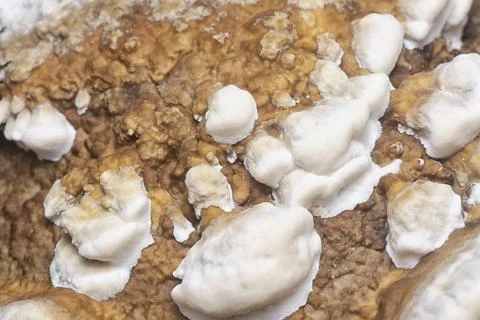 Texture and pattern bracket mushroom Stock Photos