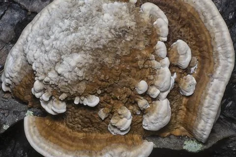 Texture and pattern bracket mushroom Stock Photos