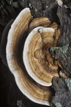 Texture and pattern bracket mushroom Stock Photos