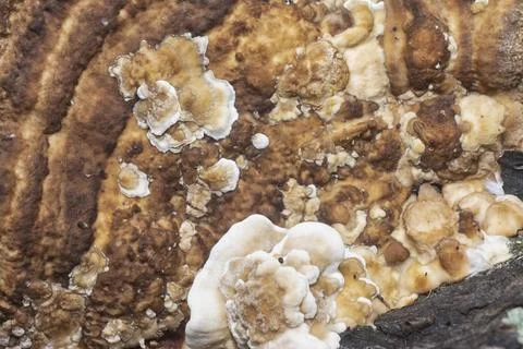 Texture and pattern bracket mushroom Stock Photos
