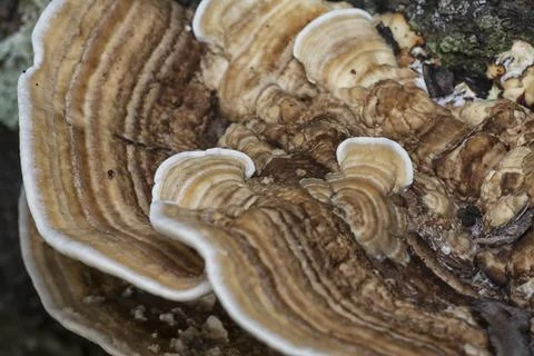 Texture and pattern bracket mushroom Stock Photos