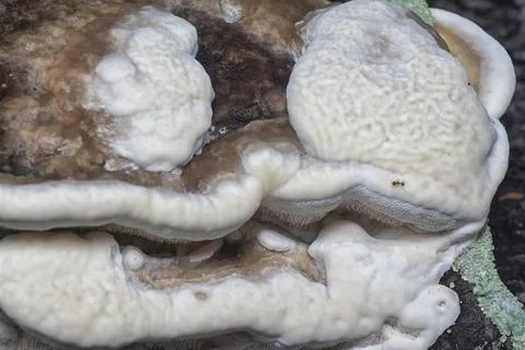 Texture and pattern bracket mushroom Stock Photos