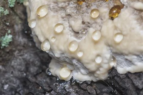 Texture and pattern bracket mushroom Stock Photos