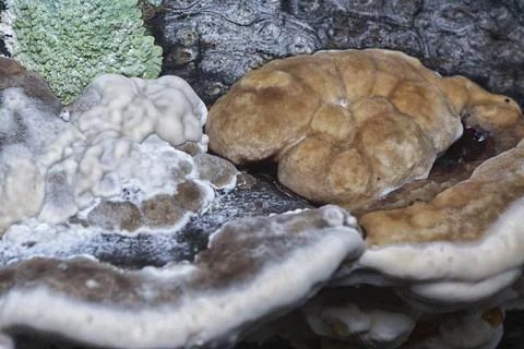 Texture and pattern bracket mushroom Stock Photos