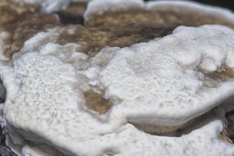 Texture and pattern bracket mushroom Stock Photos
