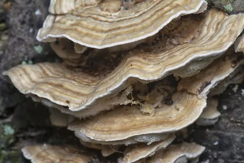 Texture and pattern bracket mushroom Stock Photos