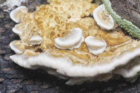 Texture and pattern bracket mushroom Stock Photos