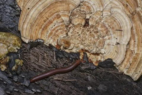 Texture and pattern bracket mushroom Stock Photos