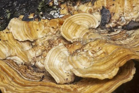 Texture and pattern bracket mushroom Stock Photos