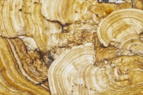  texture and pattern bracket mushroom Stock Photos