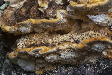  texture and pattern bracket mushroom Stock Photos