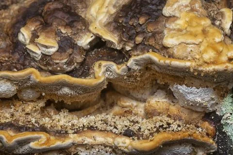  texture and pattern bracket mushroom Stock Photos
