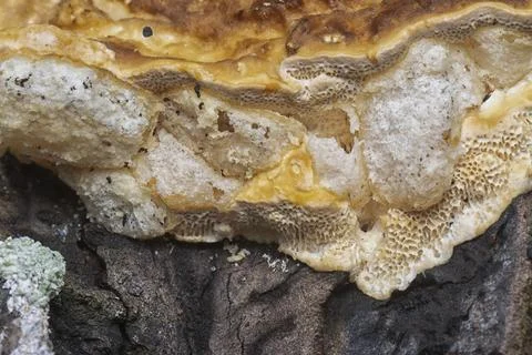  texture and pattern bracket mushroom Stock Photos