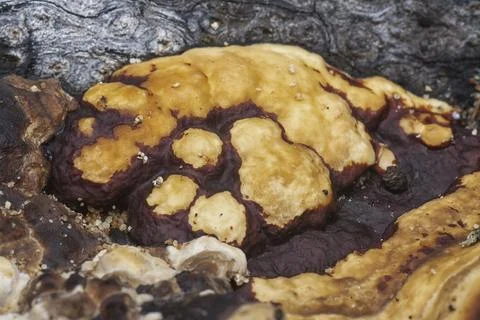  texture and pattern bracket mushroom Stock Photos