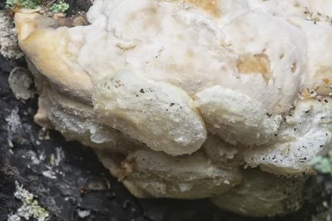  texture and pattern bracket mushroom Stock Photos