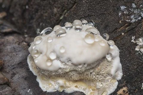  texture and pattern bracket mushroom Stock Photos