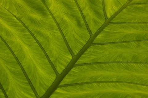 Texture and Pattern of Green Leave Stock Photos