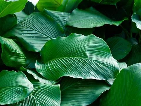 Texture and pattern of large green tropical leaves with visible veins background Stock Photos