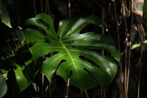 Texture and Pattern of Monstera Leaf in Tropical Garden Stock Photos