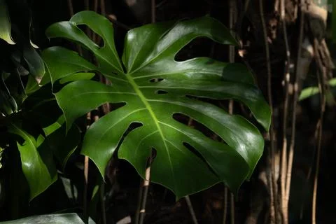 Texture and Pattern of Monstera Leaf in Tropical Garden Stock Photos