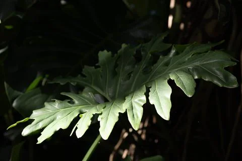 Texture and Pattern of Monstera Leaf in Tropical Garden Stock Photos