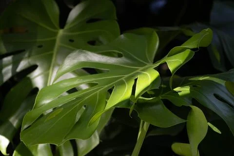 Texture and Pattern of Monstera Leaf in Tropical Garden Stock Photos