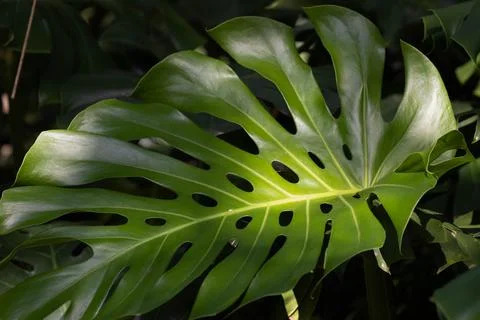 Texture and Pattern of Monstera Leaf in Tropical Garden Stock Photos